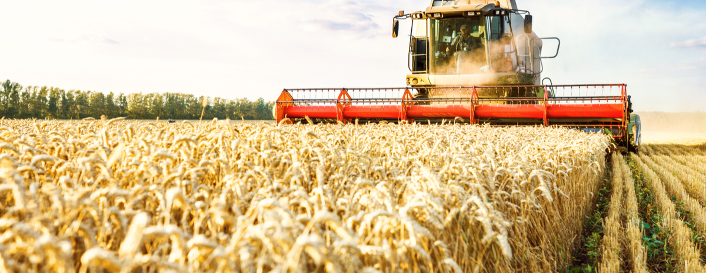 Flere lande skæver uroligt til hvedepriserne