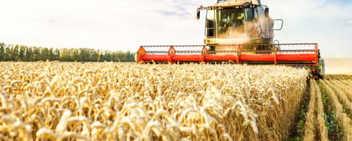 Flere lande skæver uroligt til hvedepriserne